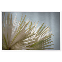 Borrego Palms