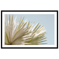 Borrego Palms