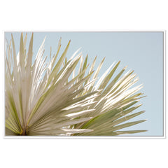 Borrego Palms
