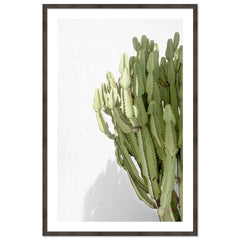 Cactus Shadow