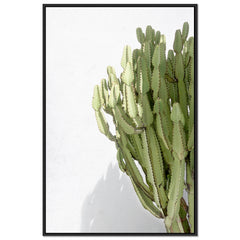 Cactus Shadow