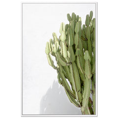 Cactus Shadow