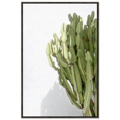 Cactus Shadow
