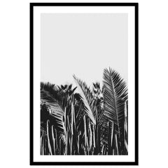 Cactus y Palma