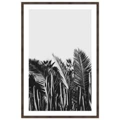 Cactus y Palma