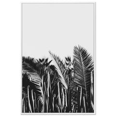 Cactus y Palma