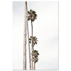 Palm Line