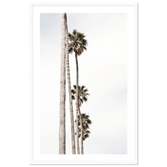 Palm Line