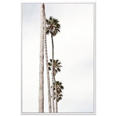 Palm Line