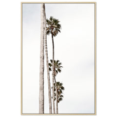 Palm Line