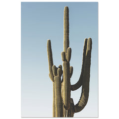 Saguaro Sunset