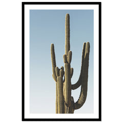 Saguaro Sunset