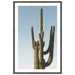 Saguaro Sunset
