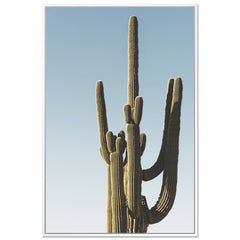 Saguaro Sunset