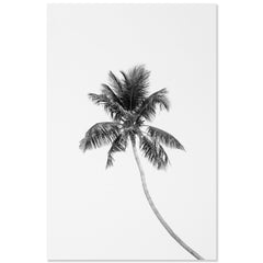 Tropic Palm