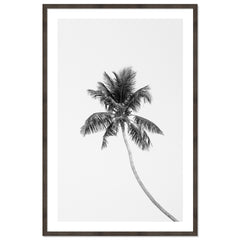 Tropic Palm