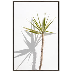 Palm Shadow