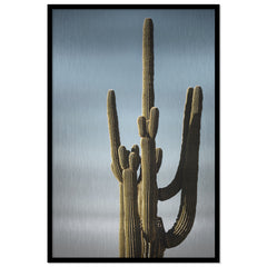 Saguaro Sunset