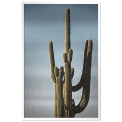 Saguaro Sunset