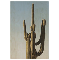 Saguaro Sunset