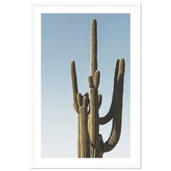 Saguaro Sunset