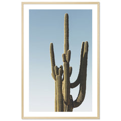 Saguaro Sunset