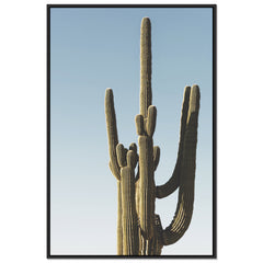 Saguaro Sunset