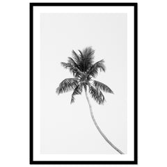 Tropic Palm