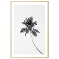Tropic Palm