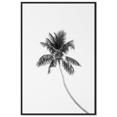 Tropic Palm